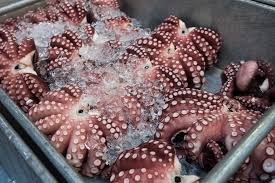 Frozen Octopus